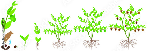 Cycle of growth of a jojoba plant on a white background.