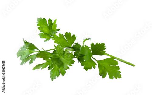 Aromatic fresh green parsley isolated on white photo