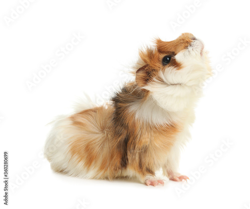 Cute funny guinea pig on white background