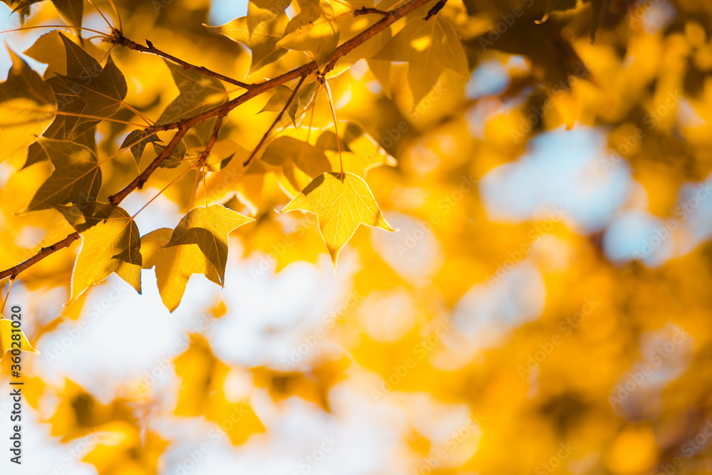 Beautiful golden yellow maple leaves on the natural background blur outdoor blurred Bokeh Abstract style Beautiful golden yellow maple leaves on the natural background blur outdoor blurred Bokeh Abstract style