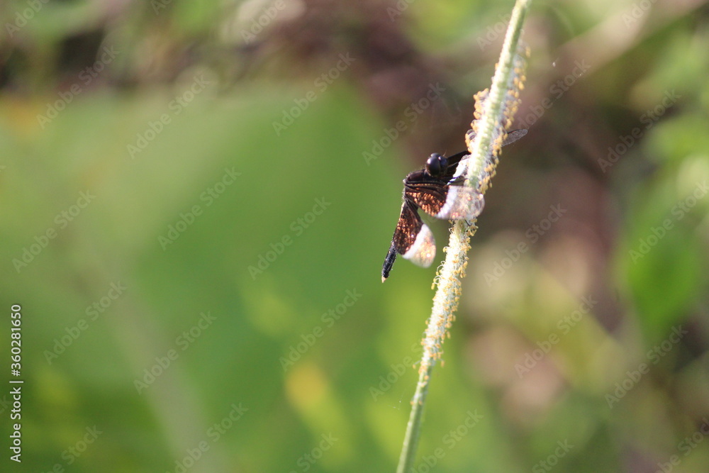 dragonfly on a branch dragonfly on a branch