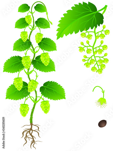 An illustration showing parts of hop plant on a white background.