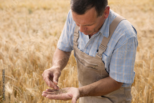 Mature male farmer examining wheat crops at farm photo