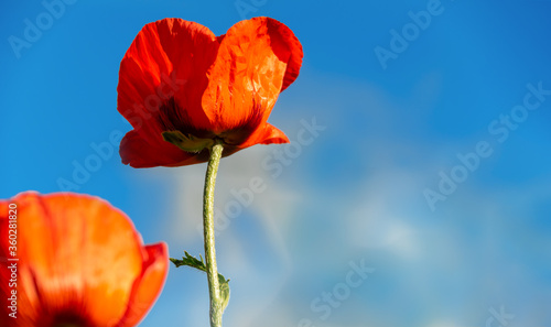 Orange (red) poppy flowers (poppies) on a background of blue sky with clouds. The concept of summer, freedom, happiness. copy place. selective focus. close up