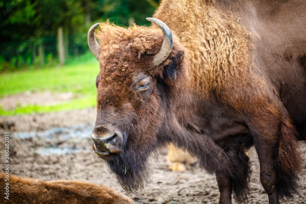 Close up of the head of an American bison