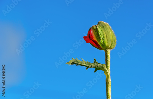 One closed bud of a red (orange) poppy flower against a blue sky. The concept of summer, freedom, happiness. selective focus copy place. close up