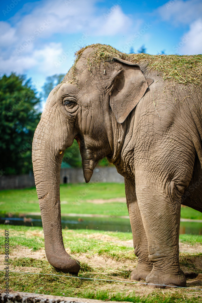 Fototapeta premium Elephant shows his snout and trumpets