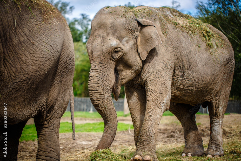 Fototapeta premium Two indian elephants in zoo, at sunset. 