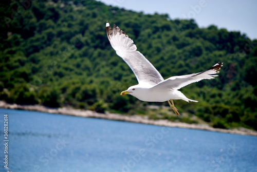 seagull flying over the sea