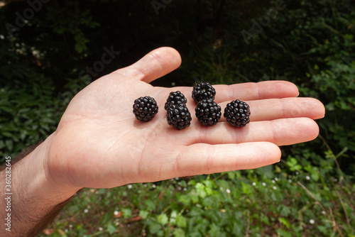 Close up of man hand holding freshly picked blackberries © sanchacampos