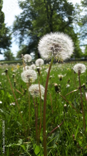 dandelion seed head