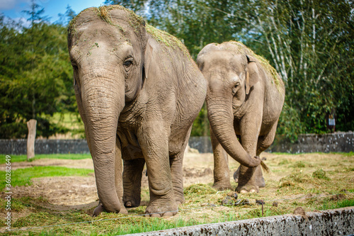 Two indian elephants in zoo  at sunset. 