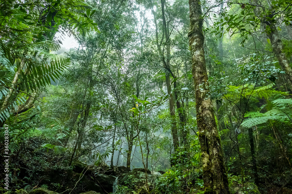 Fototapeta premium The lush, verdant rain forest in Springbrook National Park, Queensland, Australia