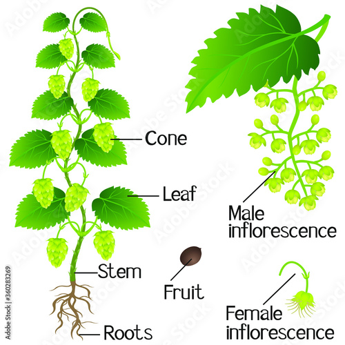 Parts of hop plant on a white background.