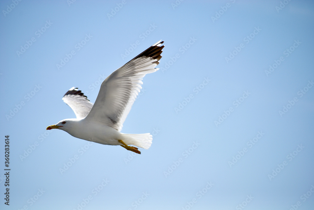 seagull flying over the sea seagull flying over the sea