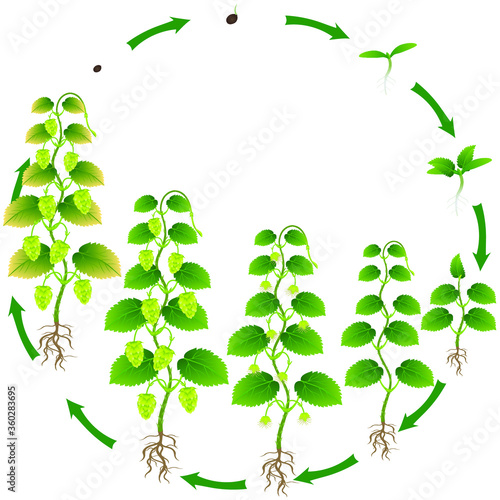 Life cycle of hop plant on a white background.