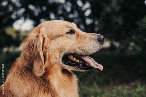 Close up of a face and head of a Golden retriever at the park