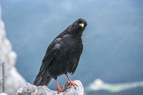 Close up Alpine chough Pyrrhocorax graculus standing on rock in Alps mountains and curiously looking into camera. A portrait of an alpine chough at high altitude. Shallow depth of field