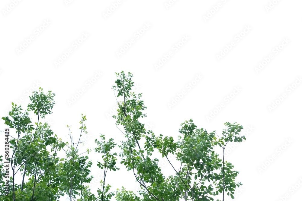 Fototapeta premium Tropical tree leaves with branches on white isolated background for green foliage backdrop and copy space