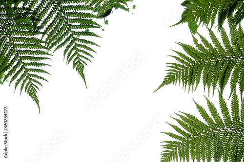 Tropical fern leaves on white isolated background for green foliage backdrop and copy space