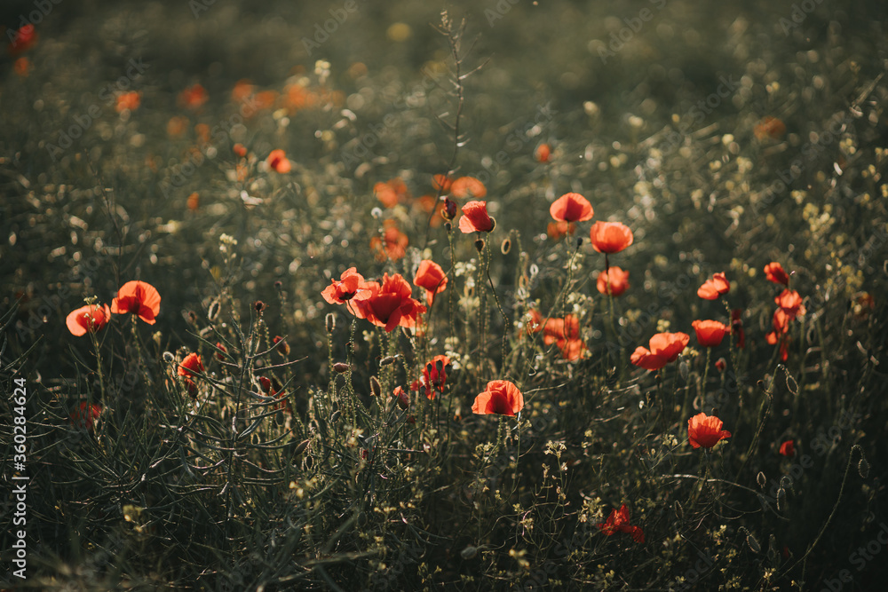 Fototapeta premium Poppies in the field background