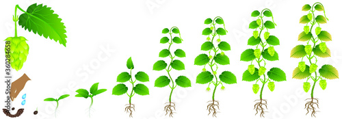 Cycle of growth of a hop plant on a white background.