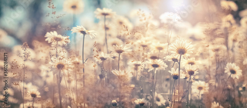 Fototapeta Naklejka Na Ścianę i Meble -  Beautiful autumn landscape of field daisies, banner. Warm sunny day. Floral delicate art image. Soft selective focus.