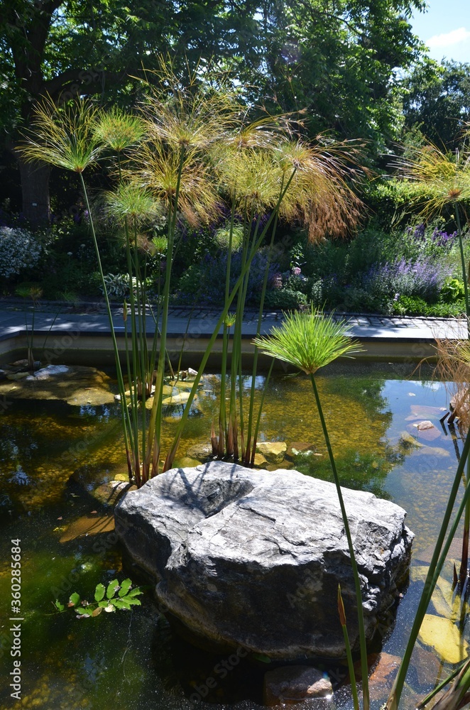 Cyperus papyrus hochwachsende Wasserpflanze im Gartenteich Photos