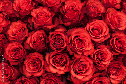 Big bunch of fresh red roses in bouquet close up texture background  #360285672