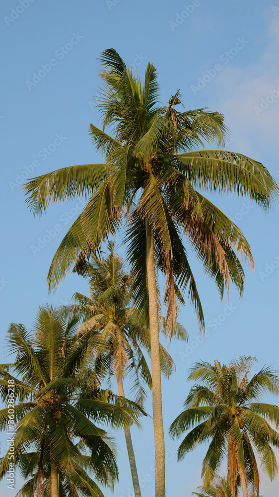 Coconut trees in the blue sky.