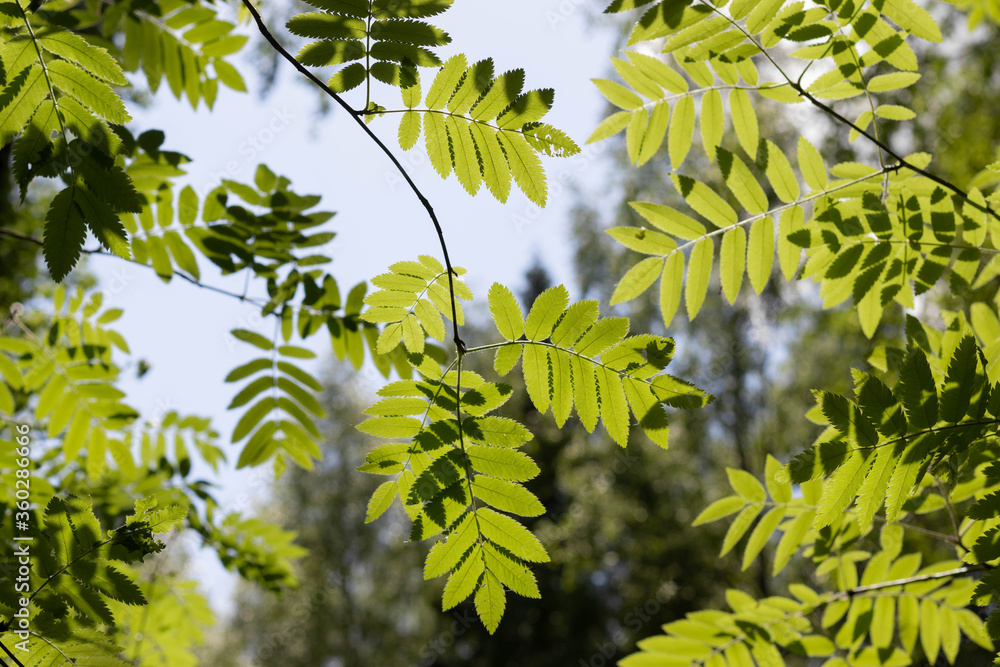 Fresh green rowan (Sorbus aucuparia) leaves in sprig temperate forest. Focus on the nearest branch and bokeh background. Fresh green rowan (Sorbus aucuparia) leaves in sprig temperate forest. Focus on the nearest branch and bokeh background.