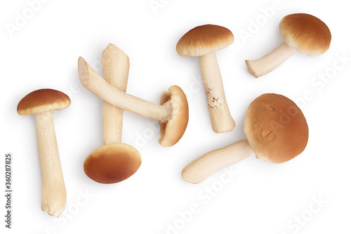honey fungus mushrooms isolated on white background with clipping path. Top view. Flat lay.