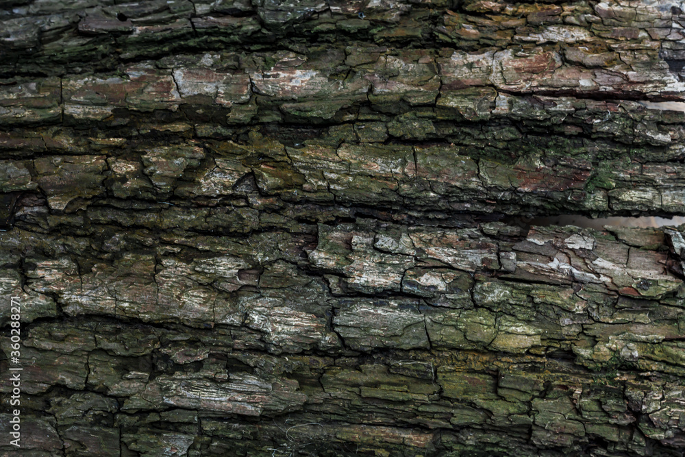 Tree bark close-up. The texture of the bark of a tree. Tree bark close-up. The texture of the bark of a tree.