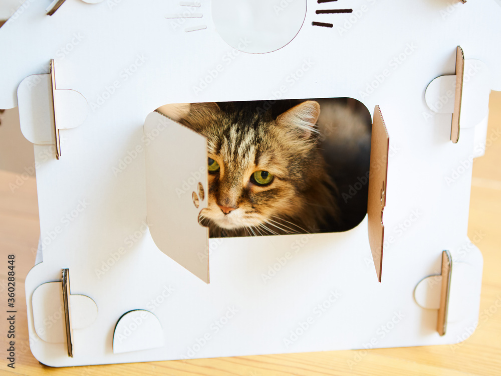 Cat in the cat house. Shallow dof Cat in the cat house. Shallow dof