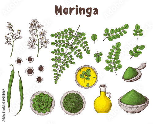 Moringa: hand drawn illustration. Organic healthy food. Moringa leaves, plant, powder, seed, oil. Super food hand drawn set. Vector illustration set. organic healthy food. Color