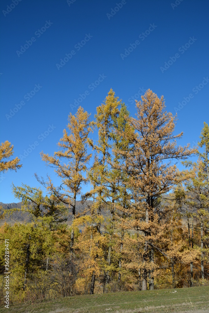 Orange larch trees on the mountain slopes in Altai in autumn Orange larch trees on the mountain slopes in Altai in autumn