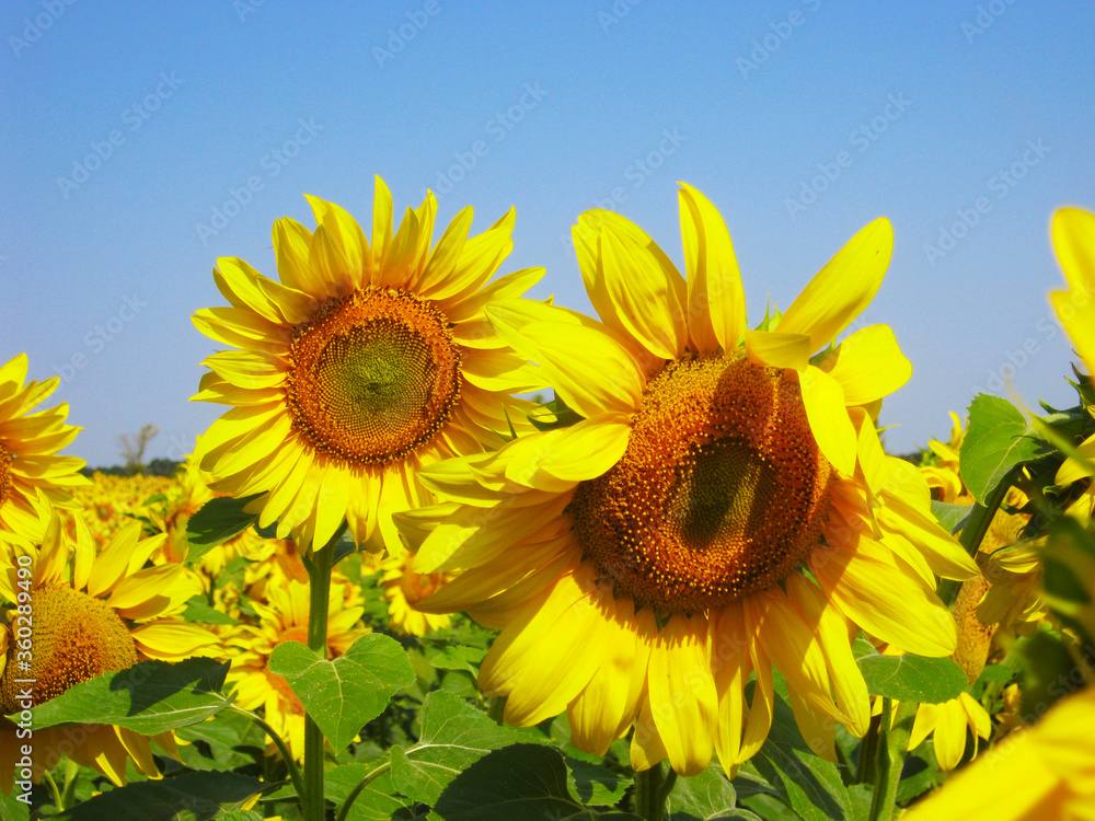 sunflower of blue sky