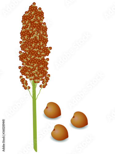 Sorghum panicle with seeds on a white background.