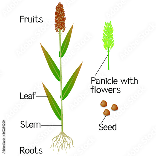 Parts of sorghum plant on a white background. photo
