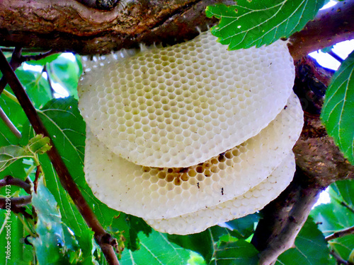 bee home under a tree