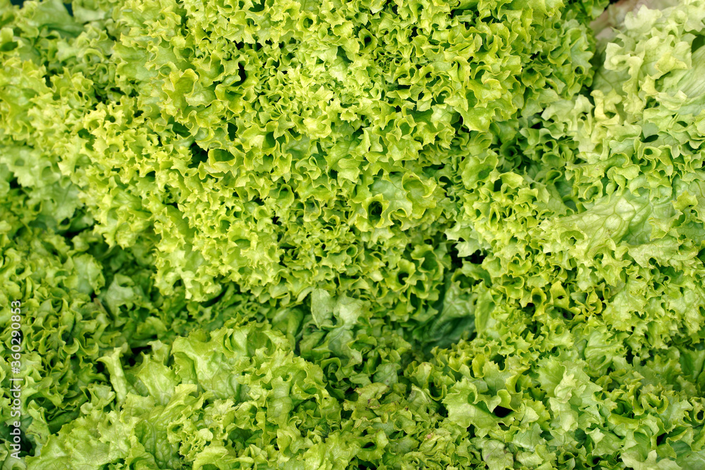 background with fresh lettuce leaves