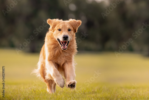 An adult Golden Retriever dog plays and runs in a park an open field with green grass