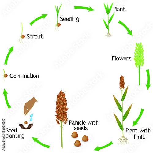A growth cycle of a sorghum plant on a white background.