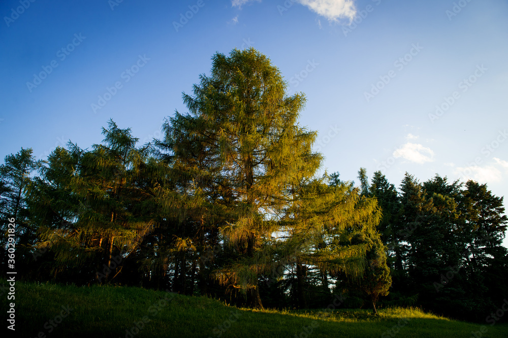 Trees in the sun. Sunset in the forest. Sunlight through tree branches. Trees at sunset. Trees in the sun. Sunset in the forest. Sunlight through tree branches. Trees at sunset.