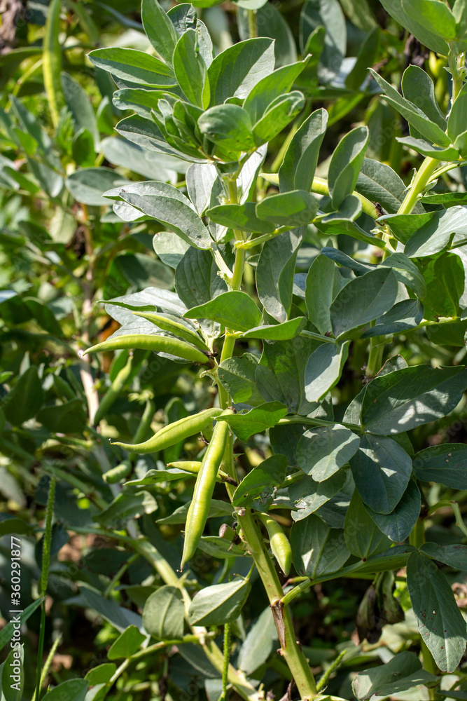 Vicia faba, also known as the broad bean, fava bean or tic bean. Photos