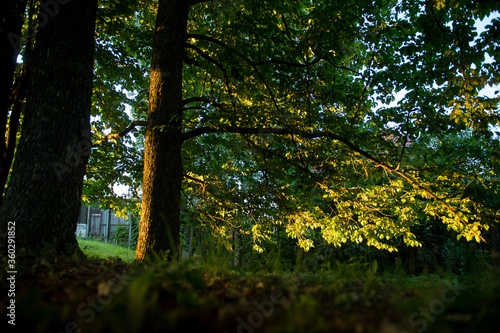 Trees in the sun. Sunset in the forest. Sunlight through tree branches. Trees at sunset. 