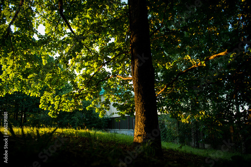 Fototapeta Naklejka Na Ścianę i Meble -  Trees in the sun. Sunset in the forest. Sunlight through tree branches. Trees at sunset. 