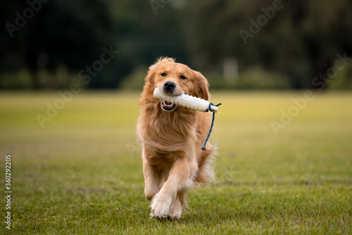 Golden Retriever dog training to retrieve a bumper at a large grass field at sunset