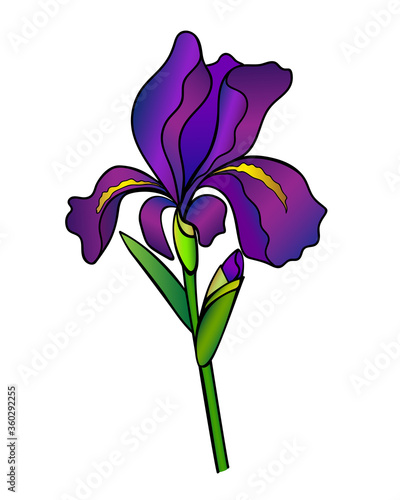 Iris flower with a bud, stem and leaf - full color vector illustration. Purple iris is a garden plant.
