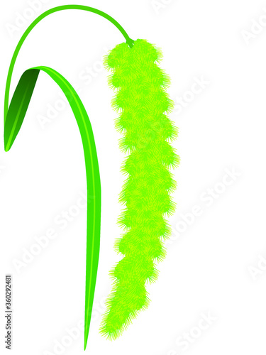 Panicle with flowers of foxtail millet plant on a white background.